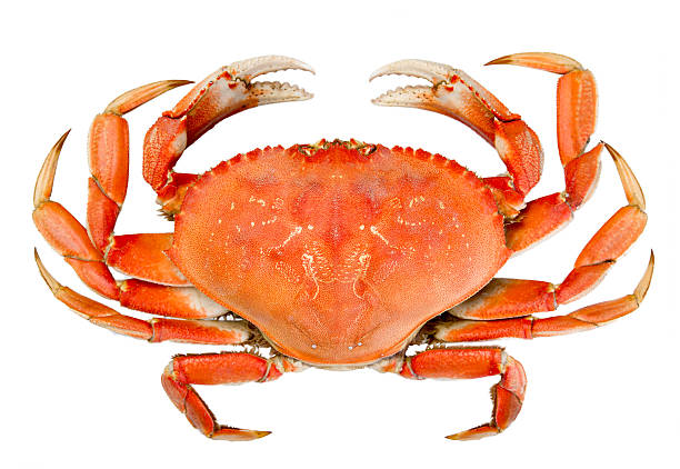 crab