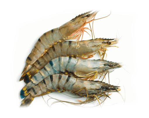 prawns